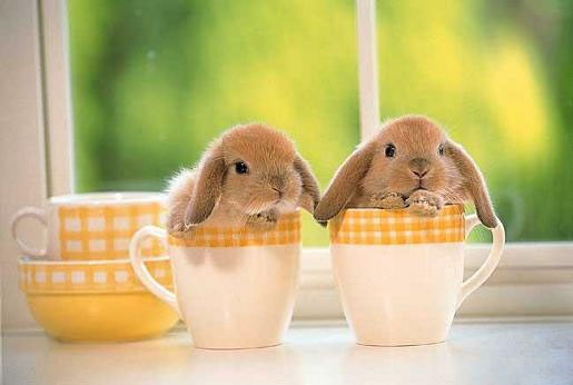 cup-of-bunny.jpg